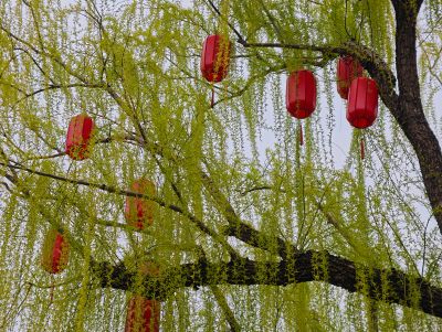 一丝垂柳吐绿芽8