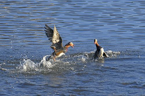 决斗（组照6幅鸳鸯大战）