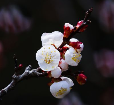 窗外的杏花开了