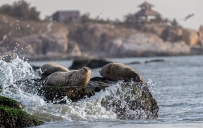 [原创]浪花飞舞伴海豹