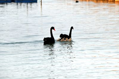 华山湖的黑天鹅宝宝