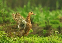 [原创]自娱自乐