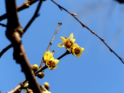 腊梅暗香沁人心脾