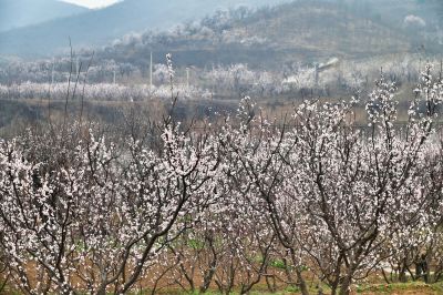 半坡杏花白，一山烟雨柔（2）