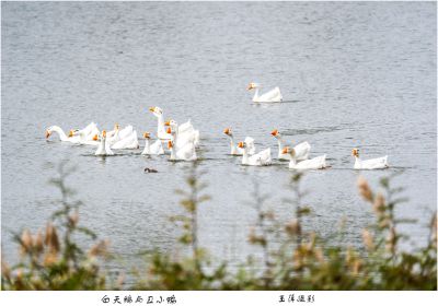 大白鹅与丑小鸭