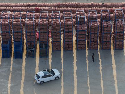 奏响大蒜收储丰收曲