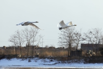 [原创]乡村来客