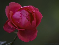 [原创]深秋的月季赛牡丹