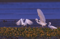 [原创] 地盘之争