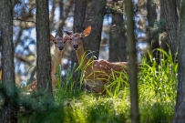 [原创]梅花鹿：密林深处母与子