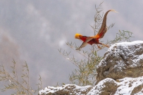 [原创]雪中红鸡