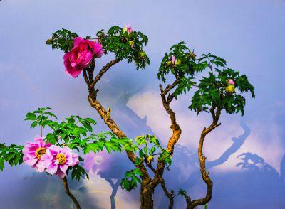 国色天香-泉城公园牡丹进入盛花期