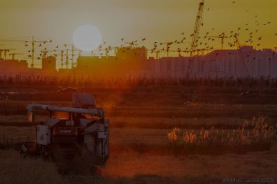 [原创] 丰收之际同乐