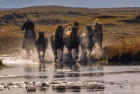 [原创] 马踏水花
