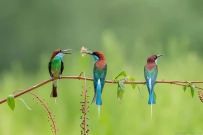 你的柔情我永远不懂