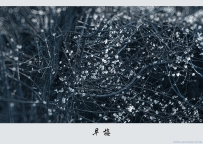 [原创]【岁末早梅】12.29晨