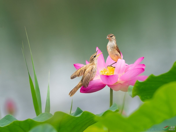 [原创]莲台教子