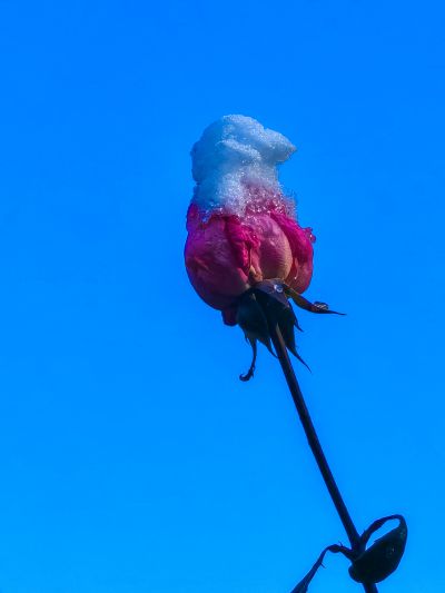 《花尖雪栖红》