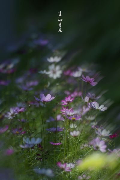 【生. 如夏花】