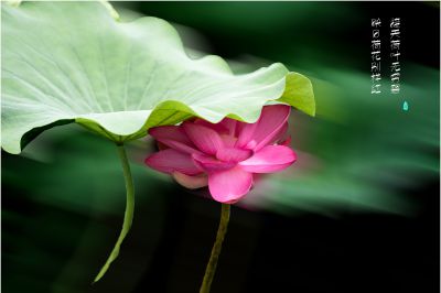 映日荷花别样红