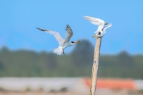 [原创]中华风头燕鸥：祝各位鸟友老师们双节快乐！幸福安康！