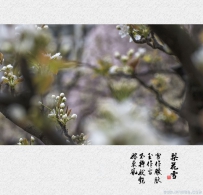 [原创]【朝花夕拾】 梨花如雪