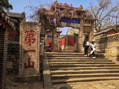 泰山红门紫藤花开