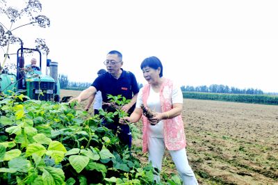 黄土地里的金疙瘩~白芷 （3）