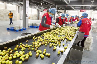 [原创]走进滨州冬枣加工基地