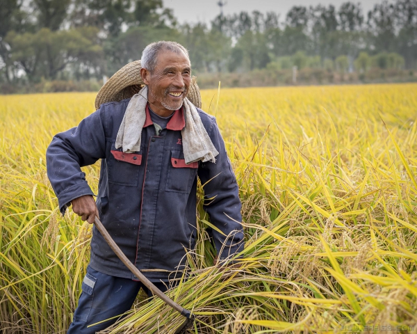 《丰收的喜乐》