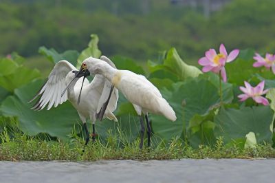 哺育（黑脸琵鹭妈妈独特的喂雏鸟的方式，就是让小宝宝把长长的嘴伸进自己 的胃里掏食)