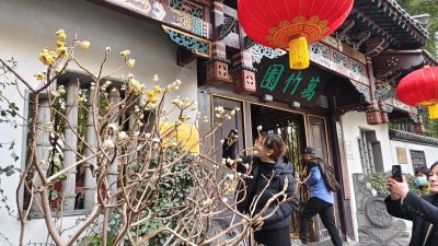 结香花开万竹园