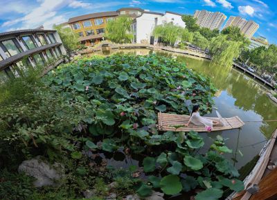 一池清荷映舜廬