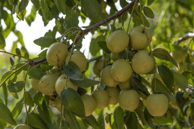 [原创]山东沾化冬枣喜获丰收