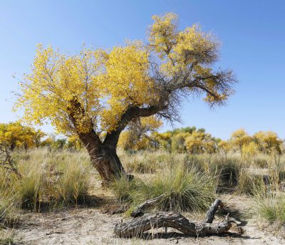 北疆乌尔禾胡杨林（2）