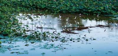 《欢乐在荷塘》