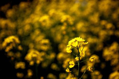 田园暮春美菜花