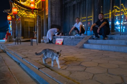 平遥夜猫