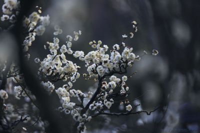 [原创] 梅破知春近