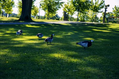 它们是这里的主人