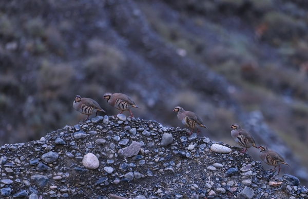 五个石鸡起登山