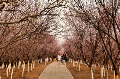 盛开的山桃花林（2）