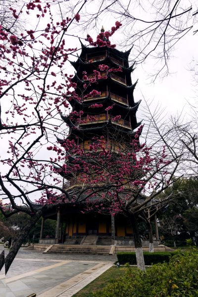 红梅掩塔