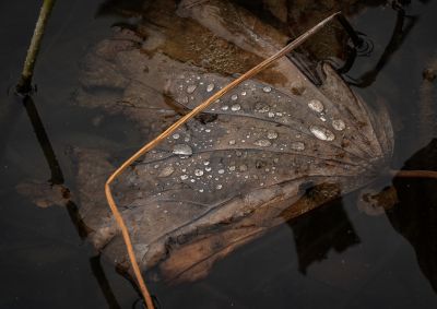 张玉庆《东方摄影 · 我的2024》《残荷》