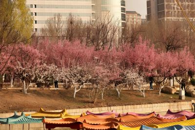 春和景明，杏梅盛开（2）