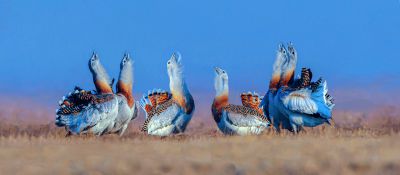 草原熊猫一一大鸨