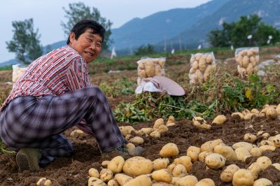 我家土豆大丰收