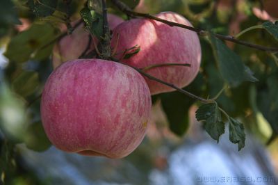 [原创]《苹果熟了》山东栖霞苹果又获丰收。