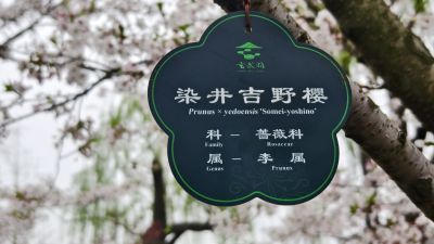 南京玄武湖踏青赏花14