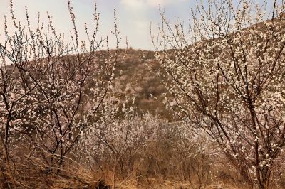 珍珠山上桃花开（3）
